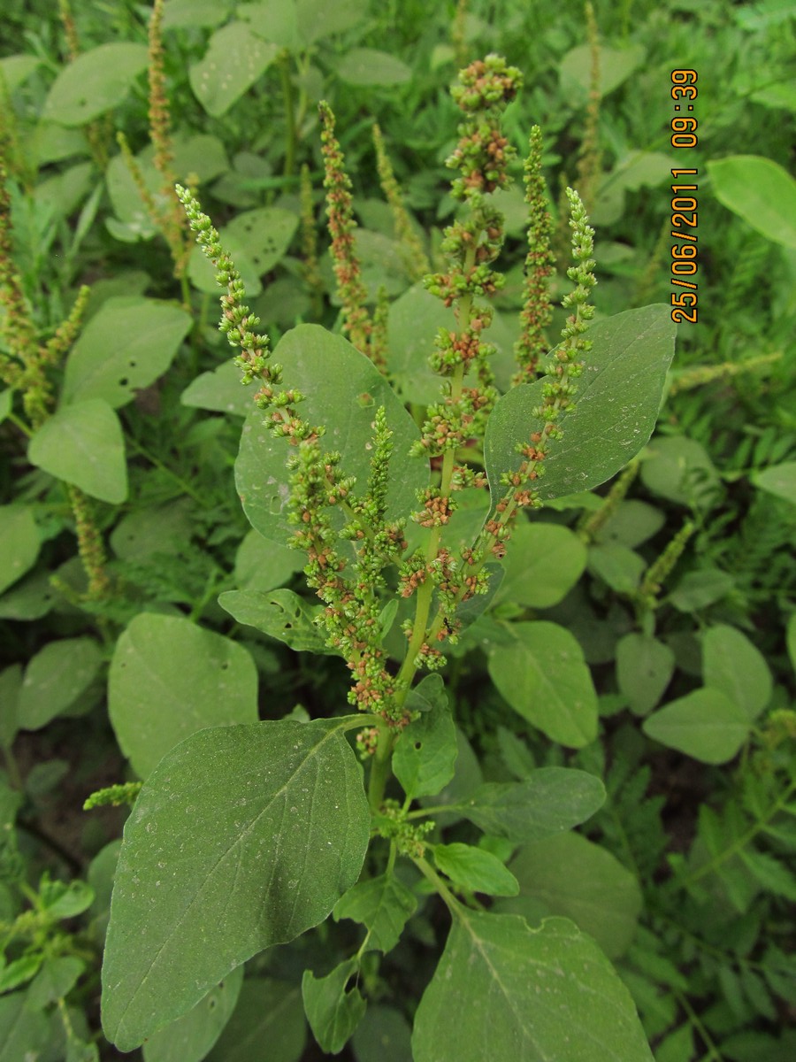 Amaranthus viridis eFlora of India